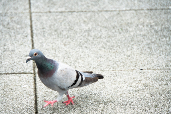 鳩の目に見えるのでハトメなど諸説あり